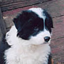 Clarice was adopted in November, 2004